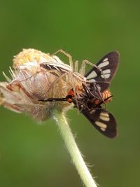 Close-up of butterfly on flower