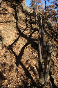 Trees in forest