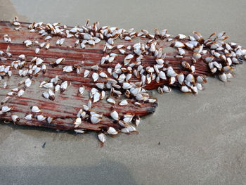 High angle view of shells on table