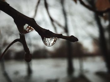 Close-up of branches against blurred background