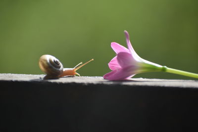 Close-up of snail on flower