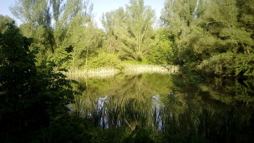 Reflection of trees in lake