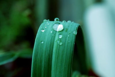 Close-up of raindrops on leaf