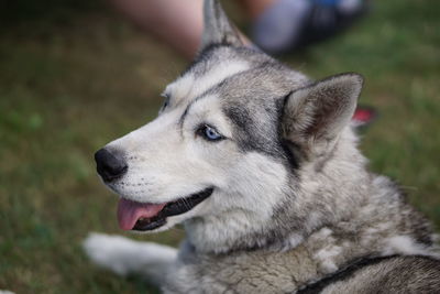 Close-up of dog looking away