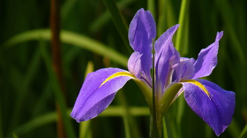 Close-up of purple iris