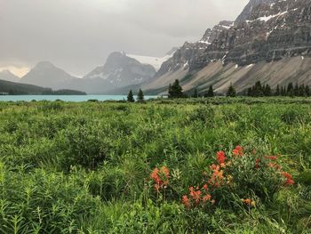 Scenic view of grassy field against mountains