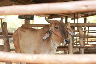 Frontal view of a cow