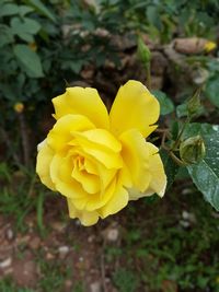 Close-up of yellow flower blooming outdoors