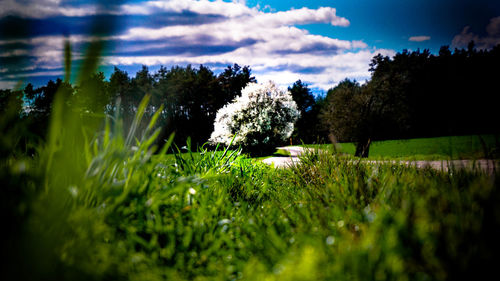 Trees on field against sky
