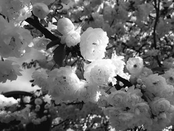 Close-up of plants