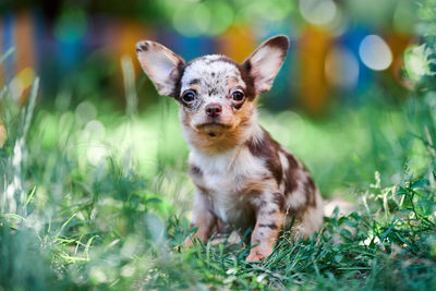 Chihuahua puppy, little dog in garden. cute small doggy on grass. short haired chihuahua breed.