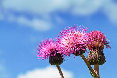 Close-up of pink thistle flower against sky