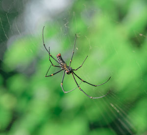 Close-up of spider on web