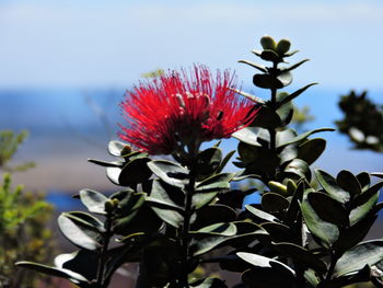 Close-up of red flowers against sky