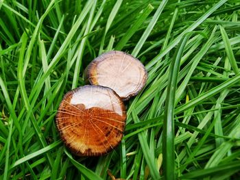 High angle view of mushroom growing in field