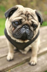 Close-up portrait of dog