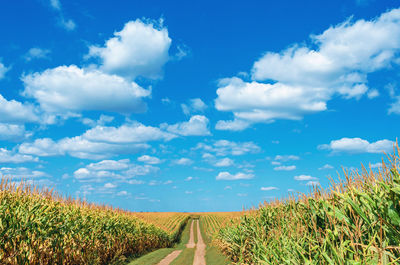 Field road in field between mature corn under blue sky.