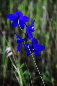 Close-up of purple flower