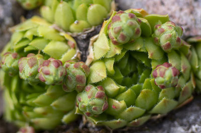 Close-up of a growing plant