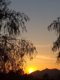 Silhouette tree against sky during sunset