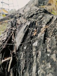 Close-up of insect on tree trunk