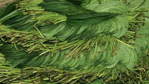 Full frame shot of green leaves