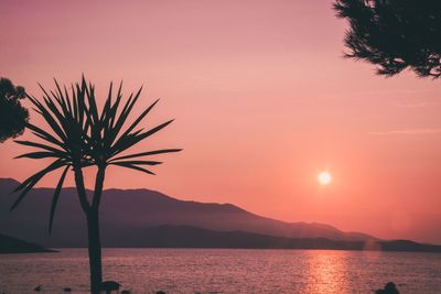 Silhouette palm tree by sea against sky during sunset