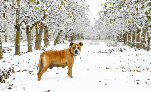 Dog standing in snow