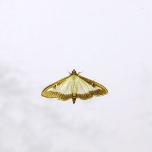 Close-up of insect on white background