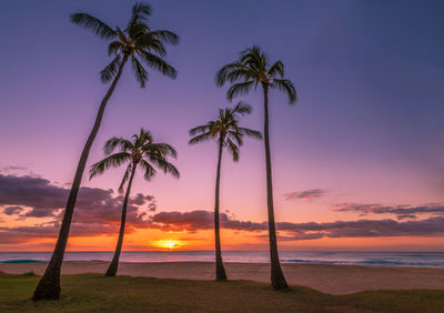 Palm trees on beach against sky during sunset