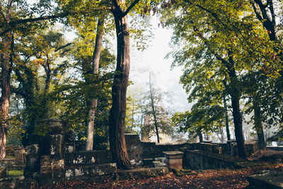 Trees in park