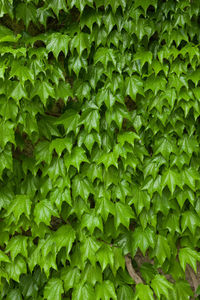 Full frame shot of green leaves