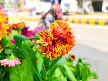 Close-up of fresh orange flower against plants
