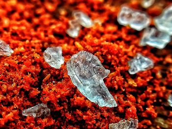 Full frame shot of ice on plants