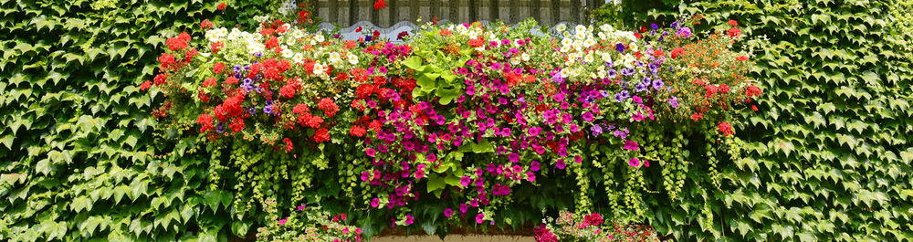 Red flowers blooming in garden