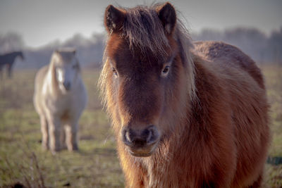 Pony standing on field