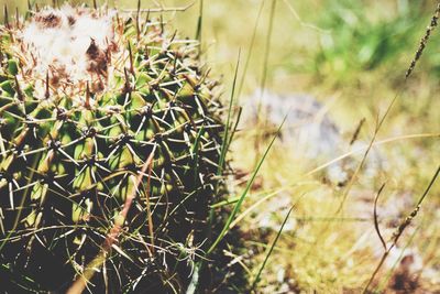 Close-up of cactus plant