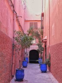 Potted plants against wall