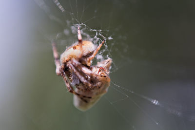 Close-up of spider on web