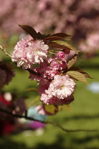 Close-up of fresh pink flowers blooming in tree