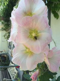 Close-up of flower