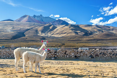 Llamas on field against mountains