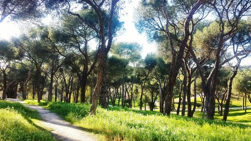 Road amidst trees in forest