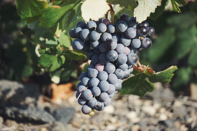 Close-up of grapes growing in vineyard