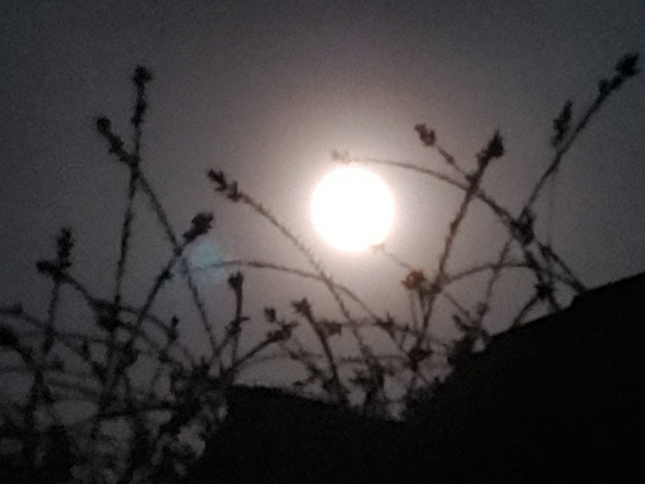 sky, silhouette, sun, nature, beauty in nature, low angle view, plant, tree, no people, sunset, outdoors, tranquility, scenics - nature, focus on foreground, cloud - sky, moon, branch, tranquil scene, bare tree, circle, full moon, planetary moon, moonlight