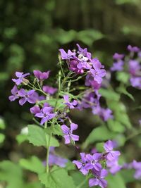 Close-up of purple flowering plants in park