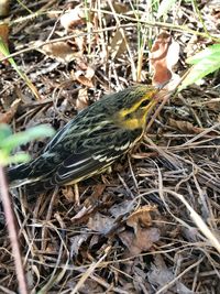 High angle view of bird perching on field