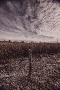 Scenic view of field against sky
