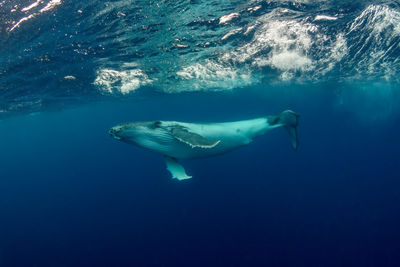 A humpback whale swimming off the coast of tonga.