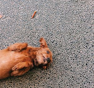 High angle portrait of dog